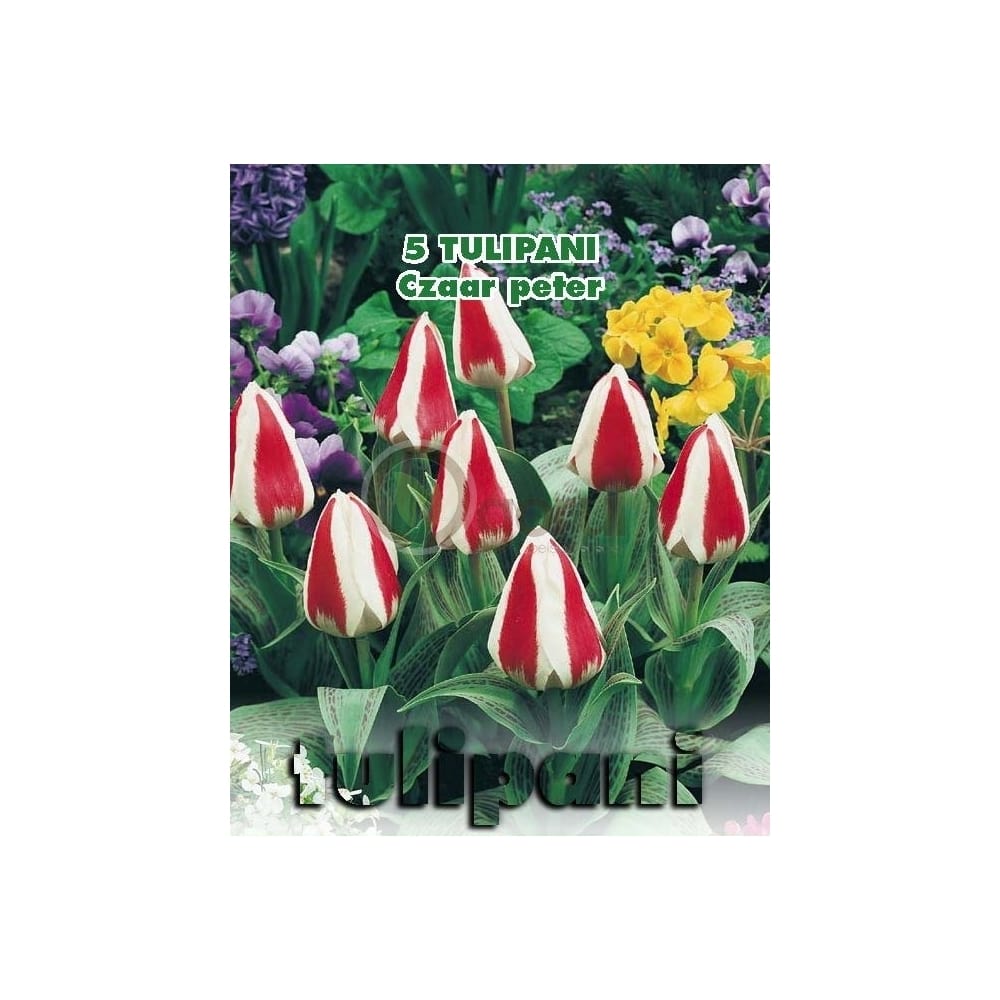 lalele-botanice-zaar-peter-floare-alb-rosu-inaltime-planta-30-cm-green-paradise-2-min
